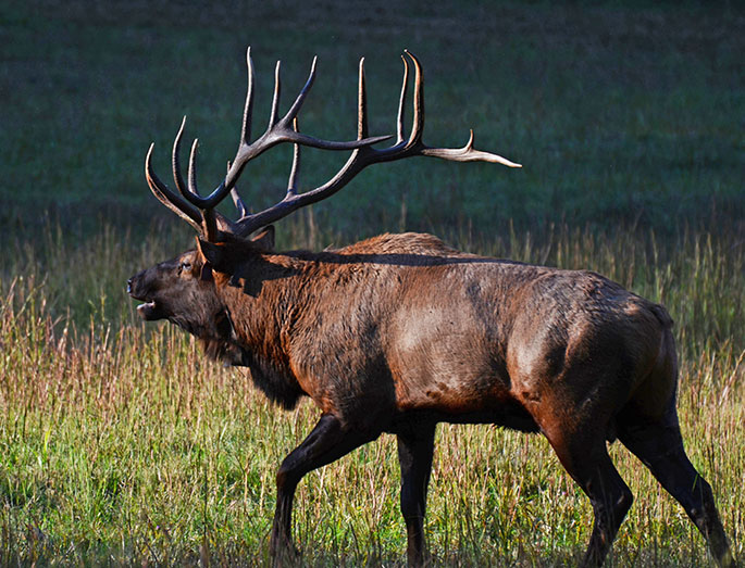 A bull elk with large antlers walks through a field.