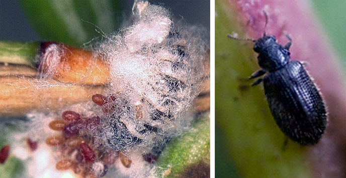 Two photos of predatory beetles. One shows the larva of Laricobious beetles eating adelgid eggs. The second photo shows an adult Laricobious beetle.