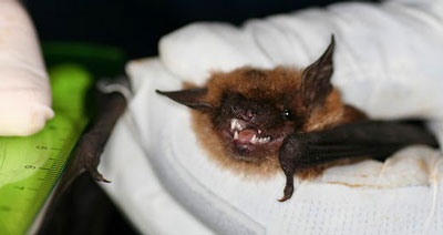 Researchers capture bats to monitor health and fit them with bands.