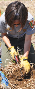 NPS vegetation manager Cherie Cordell divides gama grass roots.