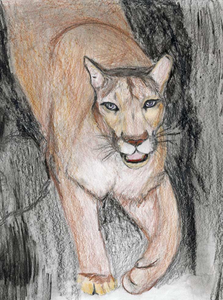 Eastern cougar.