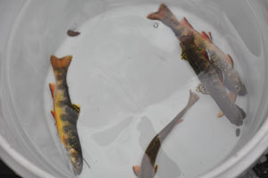 Brook trout in a bucket.