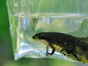 A salamander awaits Bd testing in Cades Cove.