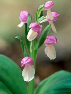Showy Orchis Wildflower