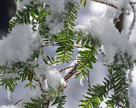Snow on hemlock.