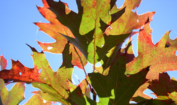 Changing leaves of a black oak on Parson Bald.