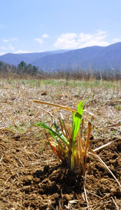 A newly planted gama grass clump awaits water in Cades Cove.