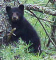 Black bear cub.