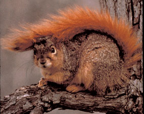 Red squirrel