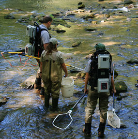 Park fisheries biologists working on a brook trout restoration project.