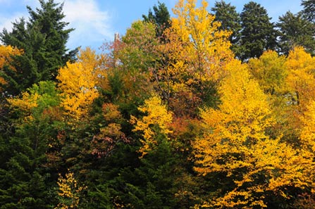 High elevations trees with golden leaves interspersed with dark green spruce trees.