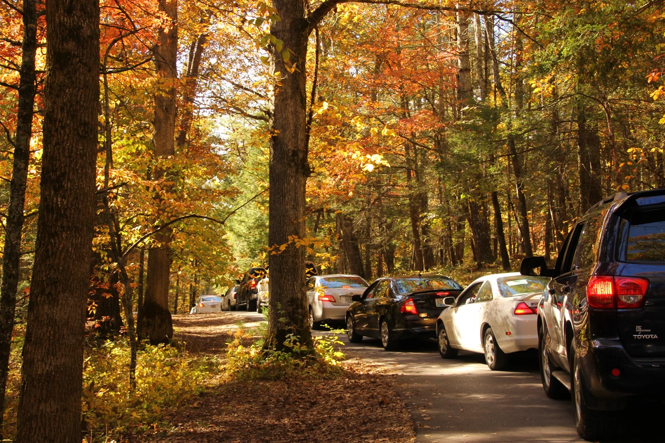 Traffic in a line on a one-way road amongst fall leaves on trees.