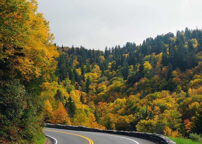 Yellow and gold fall colors surround the road on Highway US-441 near the crest of the mountains at Newfound Gap.