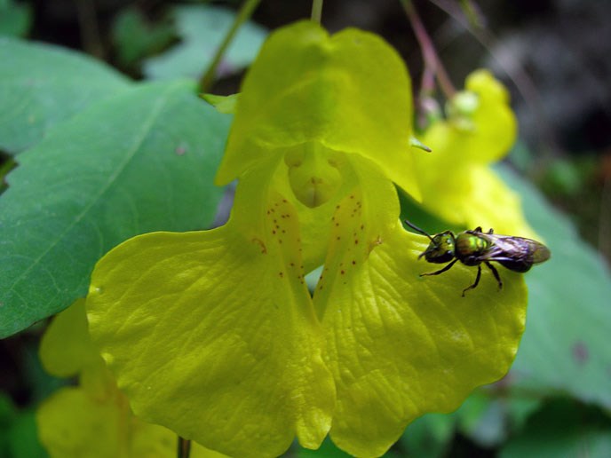 A mason bee inspects a pale jewelweed flower.