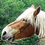 Four stables in the park offer horse rides.