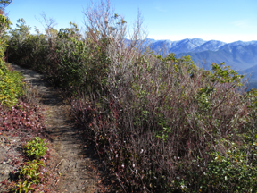 Brushy Mountain