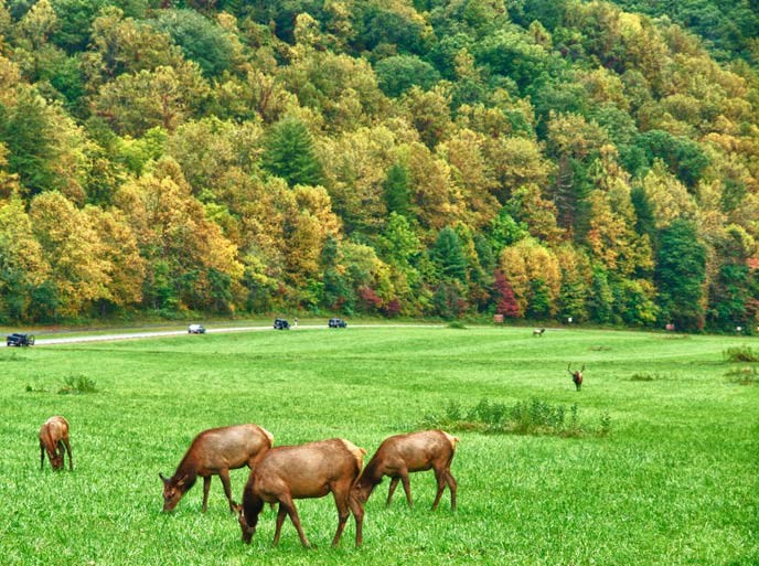 Elk graze in the field near Oconaluftee Visitor Center