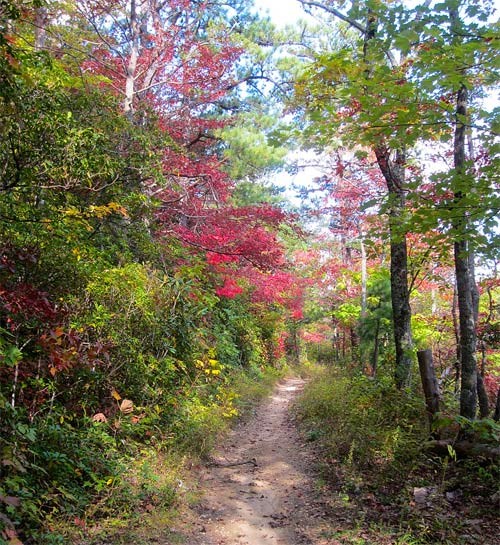 Bright red trees line a trail in the park