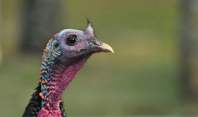 The colorful head and neck of a Wild Turkey.