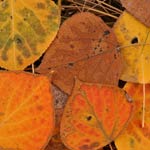 Colorful autumn aspen leaves, photo copyright Dan Ng