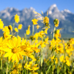 arrowleaf_balsamroot_2_2003_zenner150x150