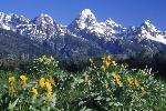 Arrowleaf Balsamroot Flowers with the Teton Range