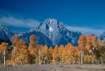 Mt. Moran with aspen trees in autumn.
