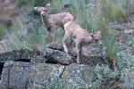 Bighorn sheep lambs on rocks.