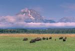 Bison in front of Mt. Moran