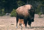 Bison calf feeding with mother