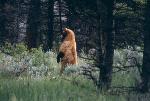 Cinnamon colored black bear standing.