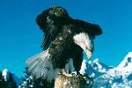 Bald eagle perching
