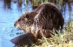 Beaver
