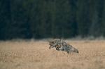 Coyote pouncing on prey