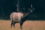 Bull Elk bugling