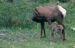 Cow and calf elk