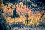 Fall aspens