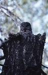 Great Gray Owl