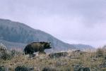 Grizzly Bear