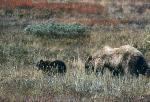 Grizzly bears, sow and cub