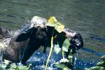 Moose in pond