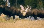 Bull Moose sparring