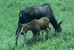 Cow and Calf Moose