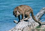 Mountain Lion