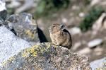Pika
