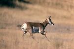 Pronghorn