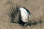 Sage grouse strutting