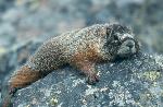 Yellow-bellied Marmot