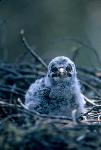 Great Gray Owlet