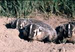 Badgers